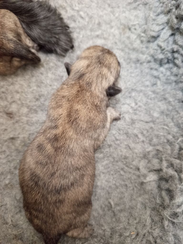 Des Berges De L'Ic - Chiots disponibles - Cairn Terrier