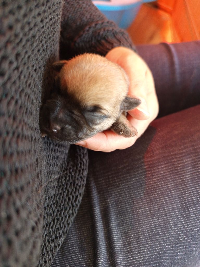 Des Berges De L'Ic - Chiots disponibles - Cairn Terrier