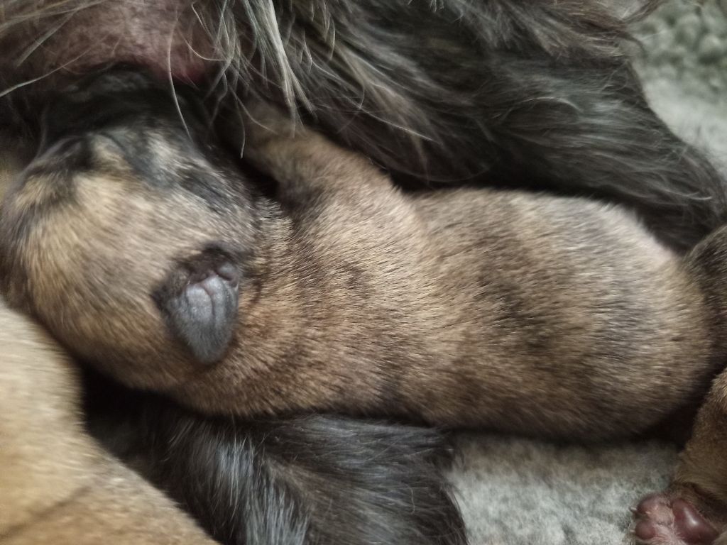 Des Berges De L'Ic - Chiots disponibles - Cairn Terrier