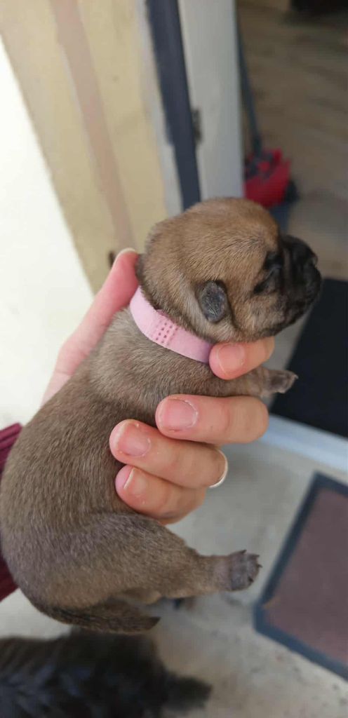 Des Berges De L'Ic - Chiots disponibles - Cairn Terrier