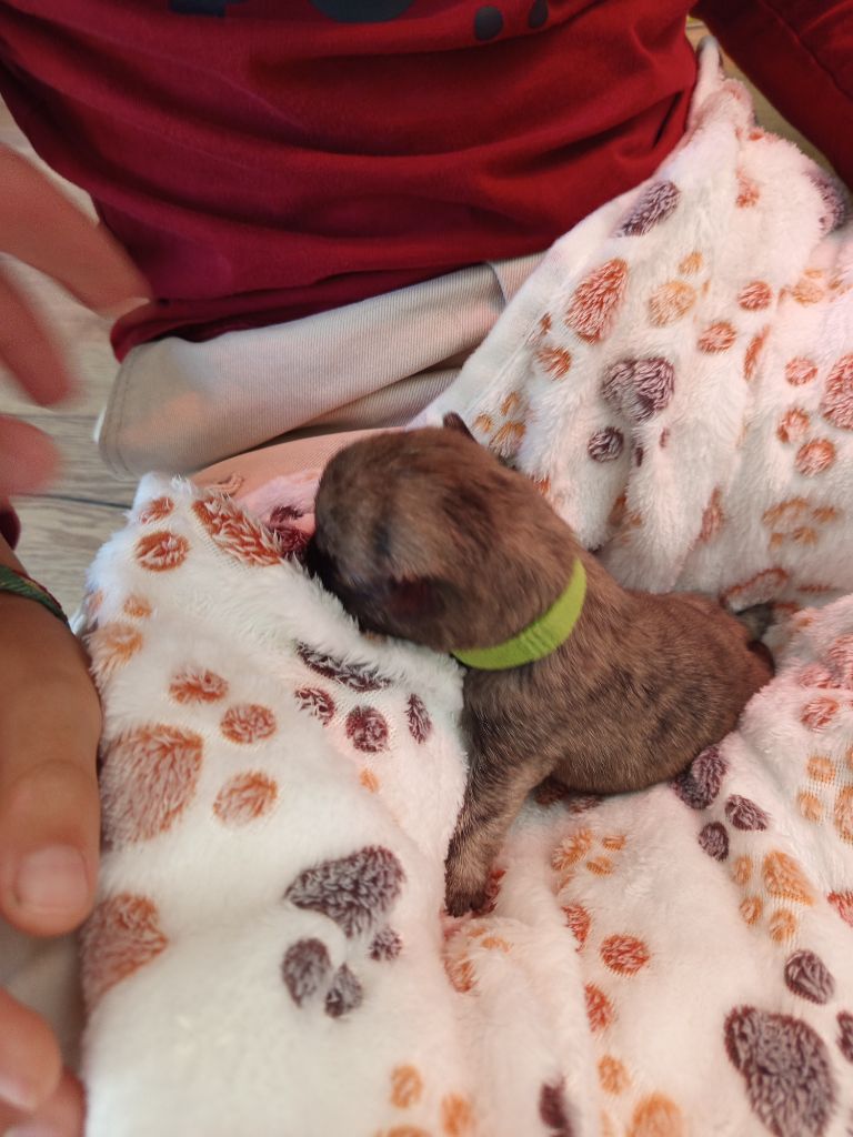 Des Berges De L'Ic - Chiots disponibles - Cairn Terrier