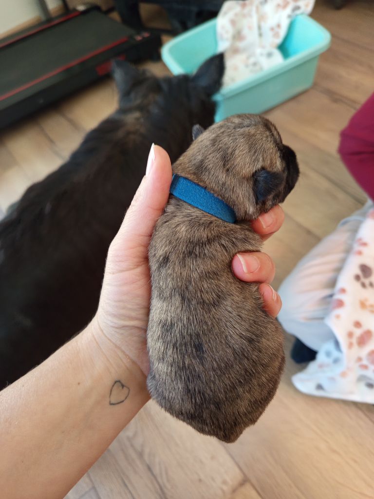 Des Berges De L'Ic - Chiots disponibles - Cairn Terrier